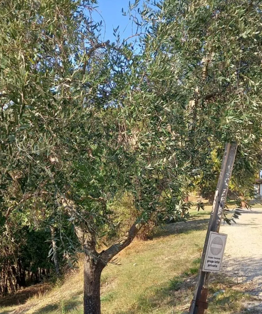 Casa Vacanza Palaie Colline Firenze Pontassieve
