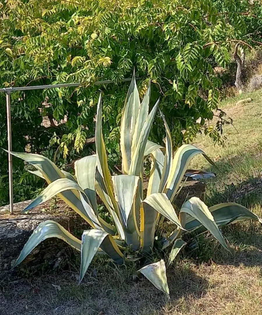 Casa Vacanza Palaie Colline Firenze Pontassieve Appartamento